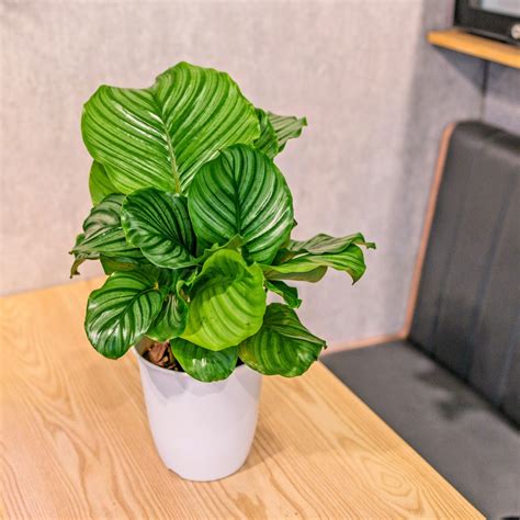 室內 觀葉植物|室內植物盆栽打造美麗家居：7種觀葉植物推薦 